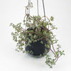 Small Hanging Pot