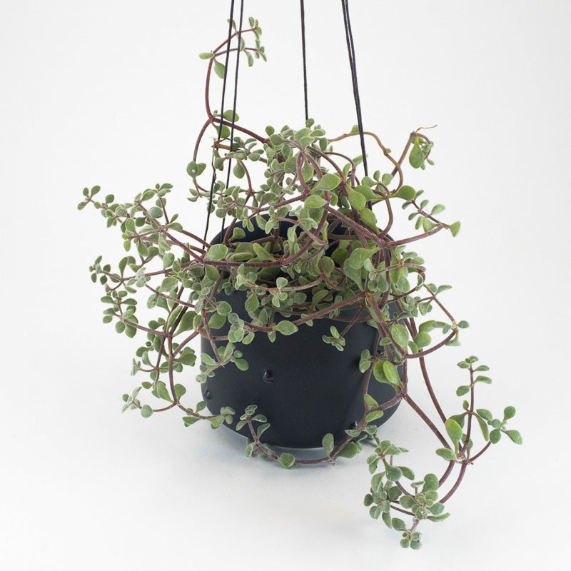 Small Hanging Pot