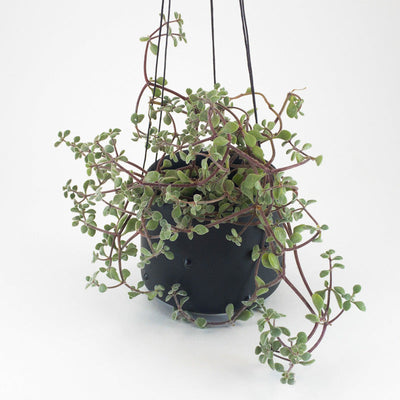 Small Hanging Pot