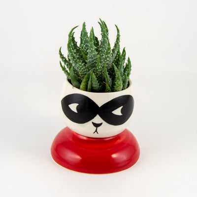 Bart Root