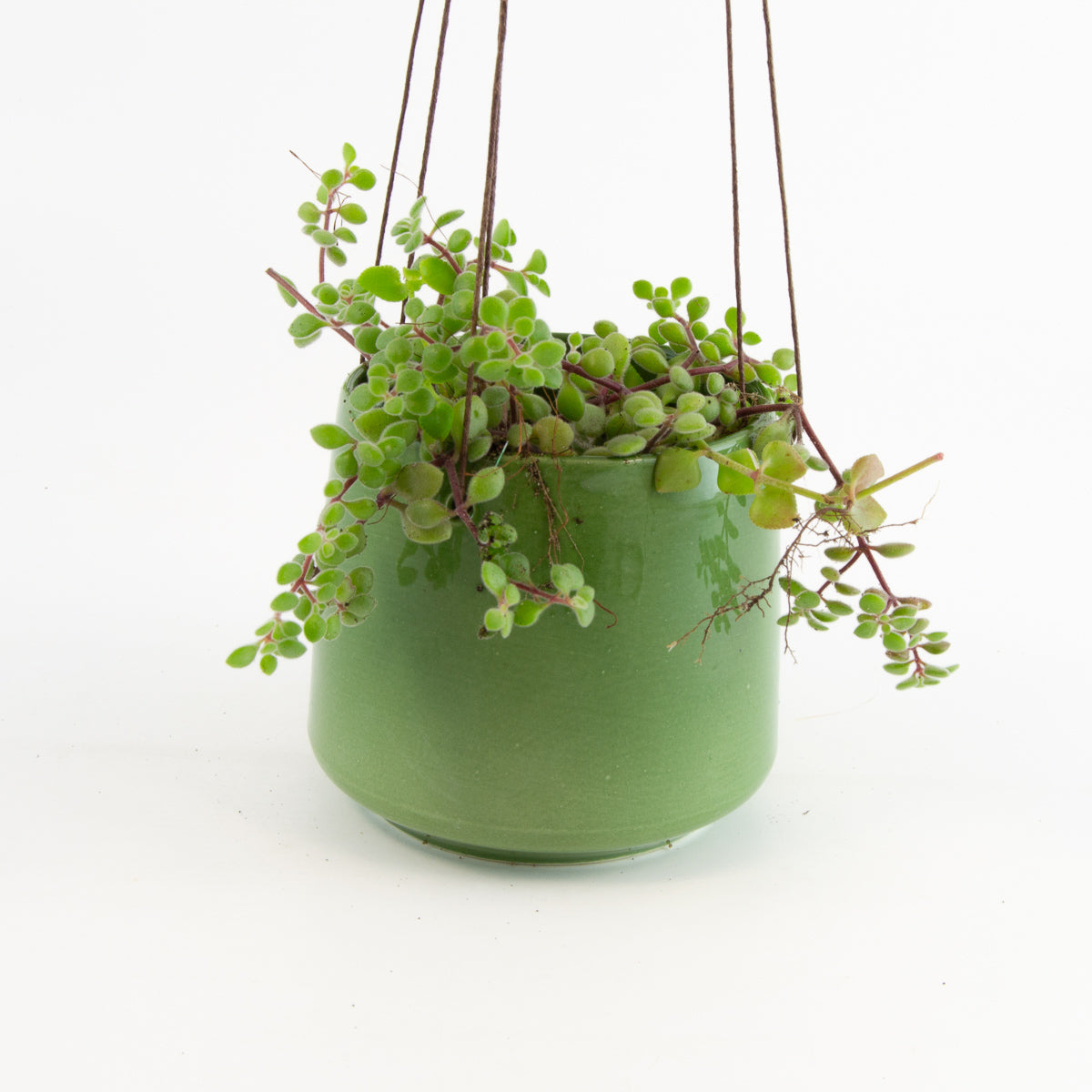 Small Hanging Pot - Fynbos