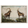Sable Antilope (140 x 100 cm)