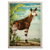 Okapi (100 x 140 cm)