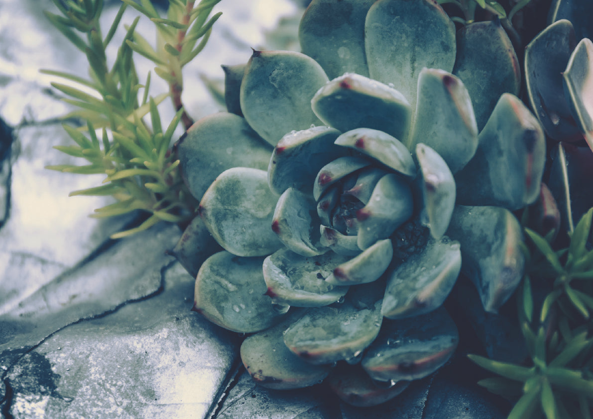 Urchin Art Succulent Disposable Placemats s/16